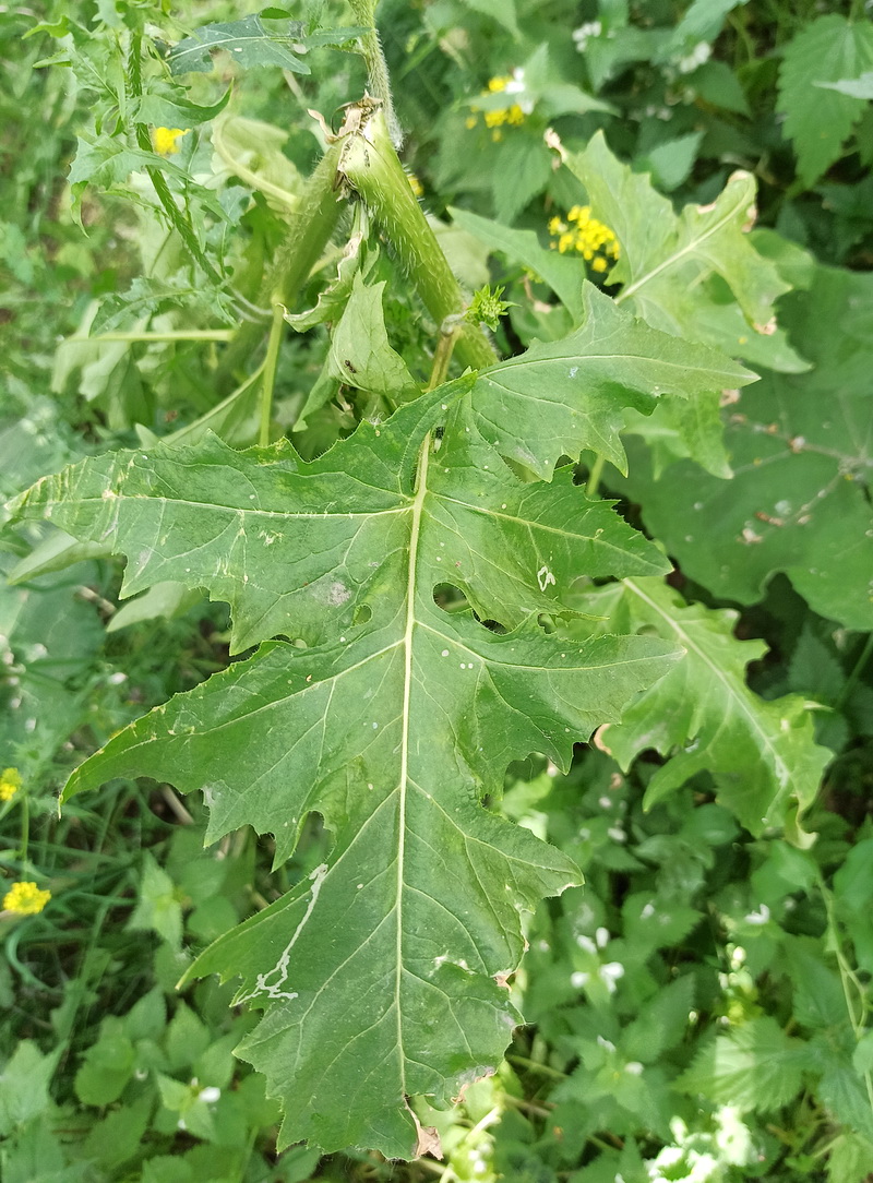 Image of Sisymbrium loeselii specimen.