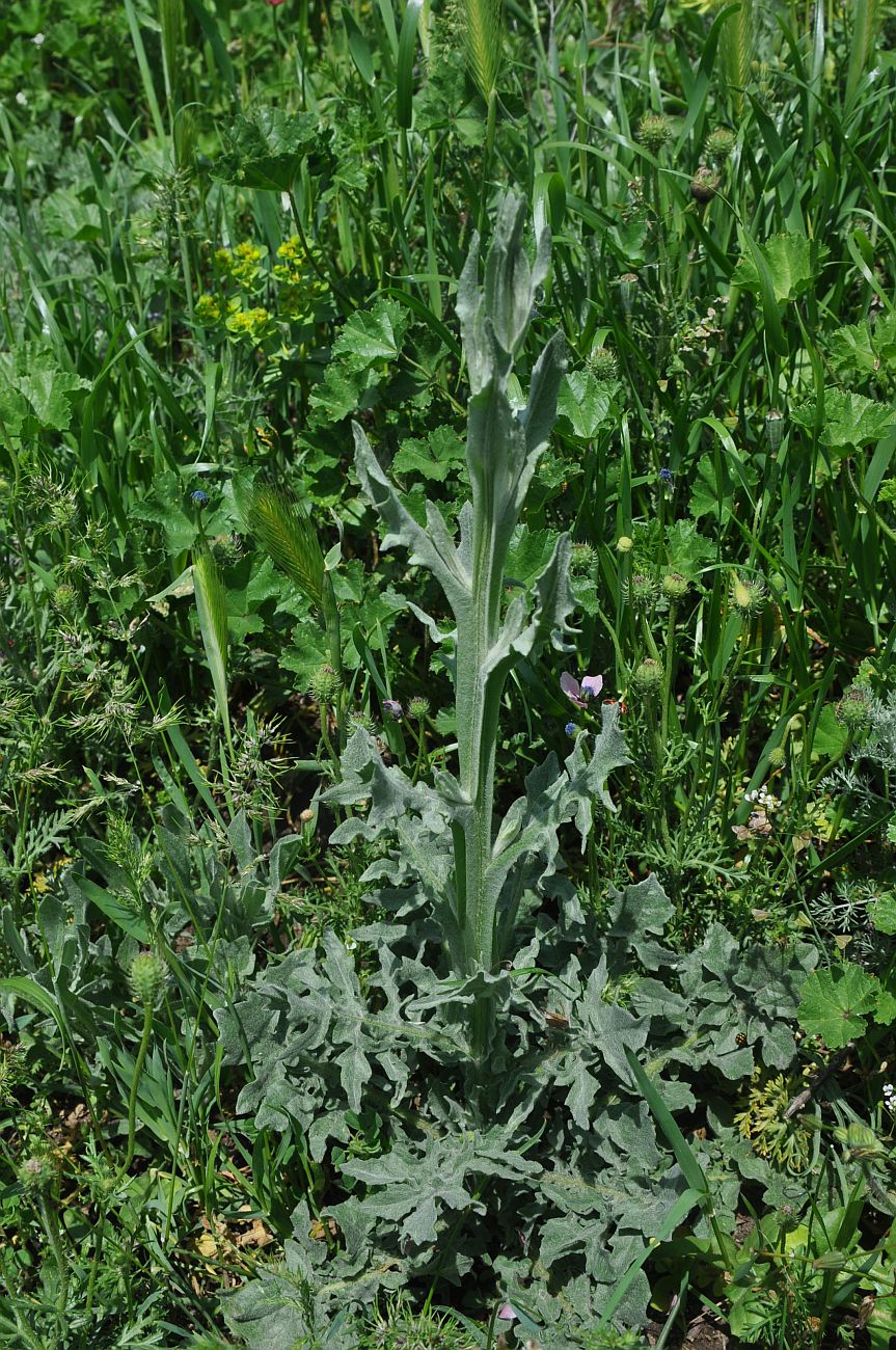 Image of Centaurea solstitialis specimen.