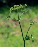 Heracleum sibiricum. Верхушка побега с соцветием. Вологодская обл., г. Вологда, луг. 13.07.2024.