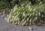 Pennisetum villosum