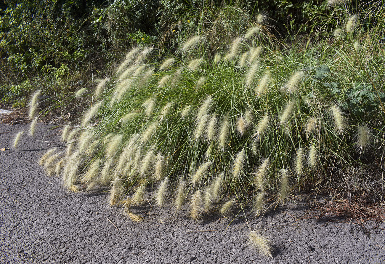 Image of Pennisetum villosum specimen.