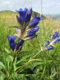 Gentiana decumbens. Цветущее растение. Казахстан, Восточно-Казахстанская обл., Калбинский Алтай, окр. пер. Таргын, платообразная вершина, степь. 9 июля 2024 г.