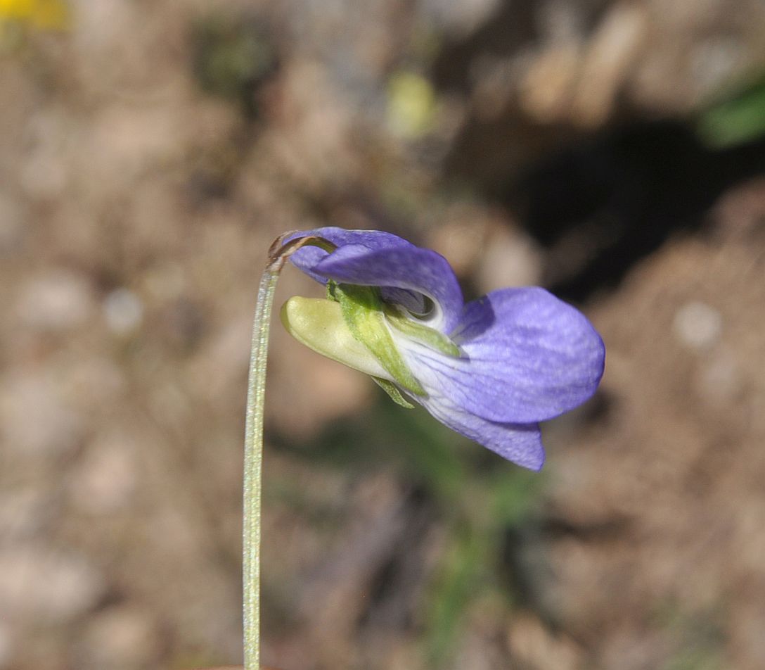 Изображение особи род Viola.