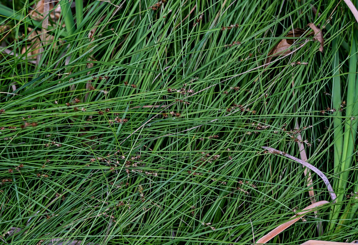 Изображение особи Carex spicata.