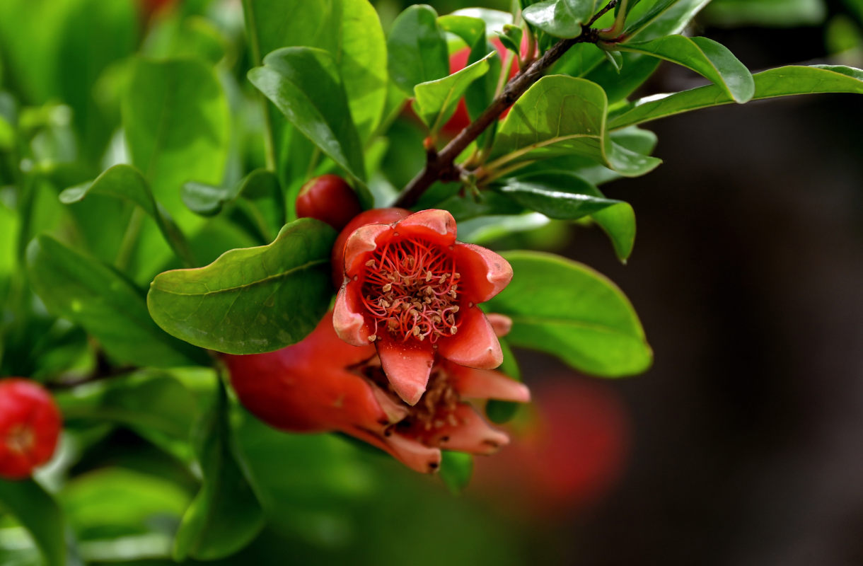 Image of Punica granatum specimen.