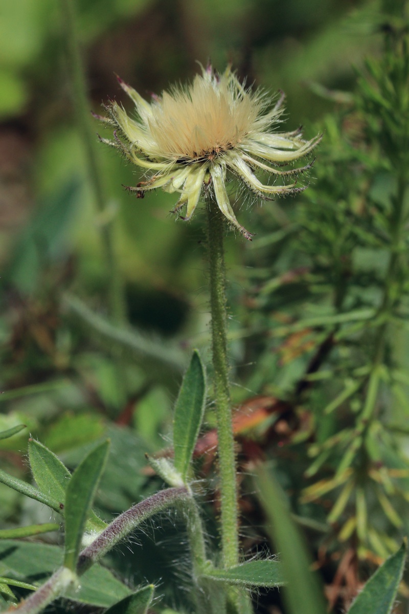 Изображение особи Pilosella officinarum.