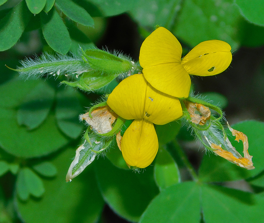 Изображение особи Argyrolobium biebersteinii.