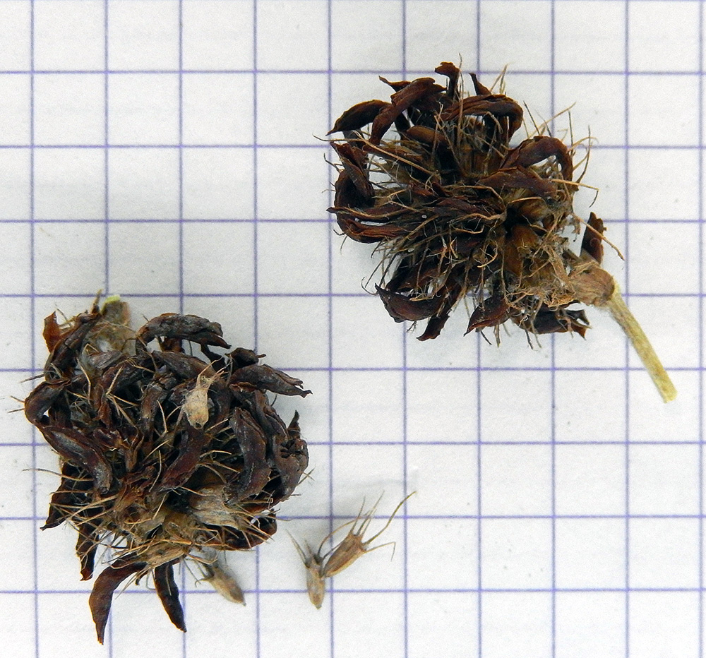 Image of Trifolium medium specimen.