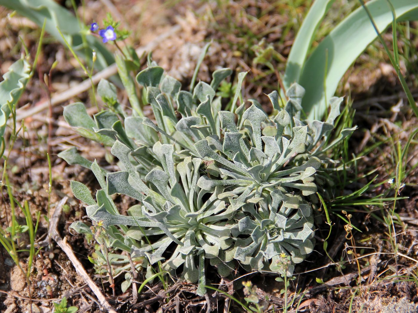 Image of Chaetolimon setiferum specimen.