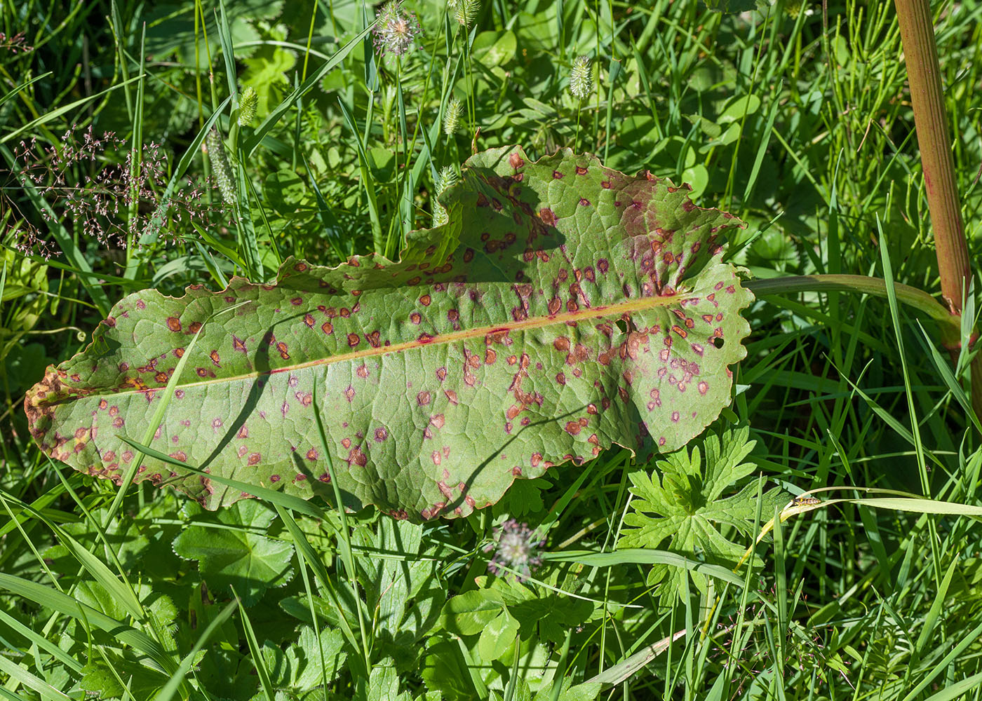 Image of Rumex aquaticus specimen.