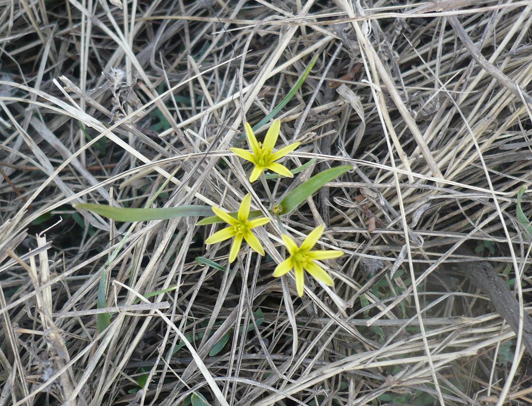 Image of Gagea fedtschenkoana specimen.