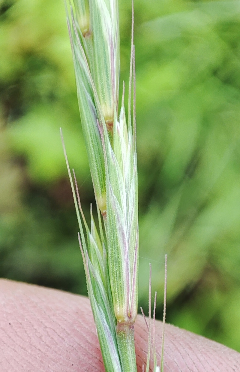 Изображение особи Elymus caninus.