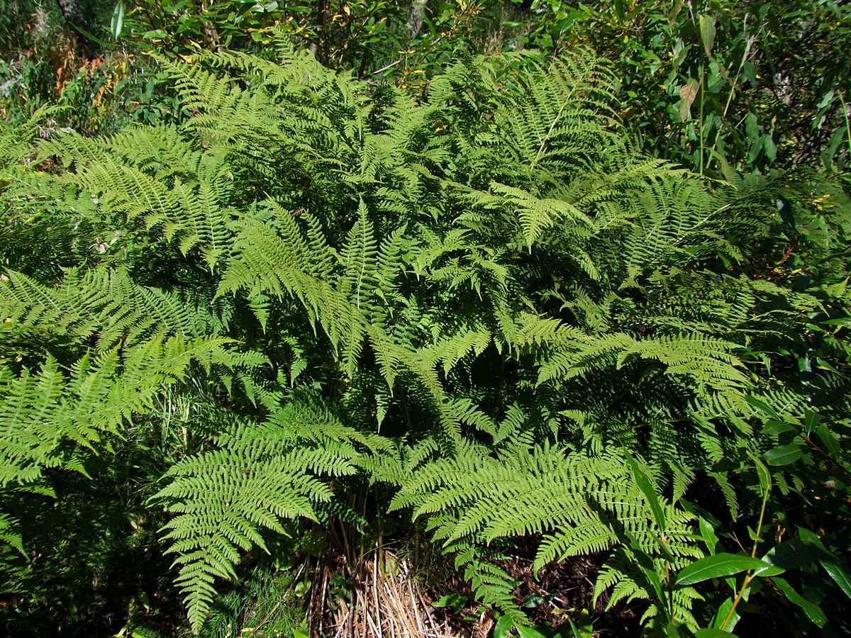 Image of Athyrium filix-femina specimen.