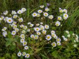 Смотреть изображение Erigeron annuus