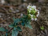 Origanum vulgare subspecies viride. Верхушка побега с соцветием. Абхазия, окрестности Пицунды, Мюссерские скалы. 30.10.2007.