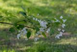 Смотреть изображение Malus baccata