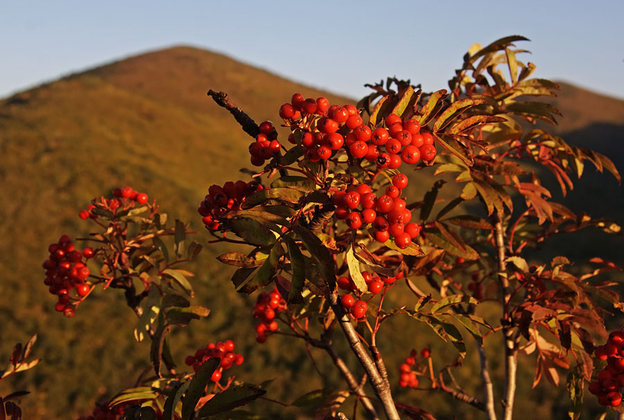 Image of Sorbus amurensis specimen.