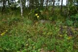 View full-size image Hieracium umbellatum
