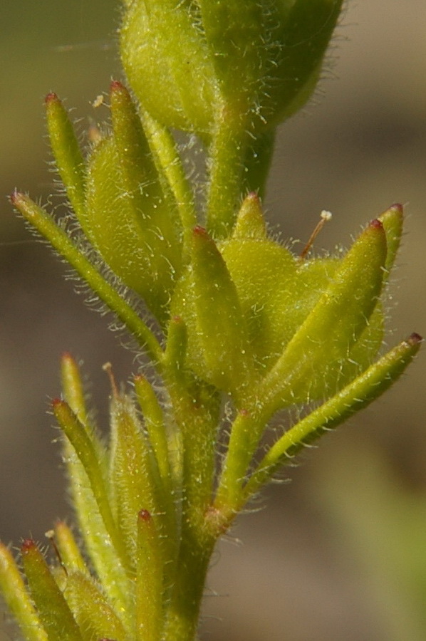 Image of Veronica dillenii specimen.