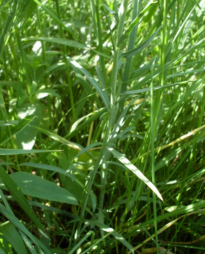 Image of Sisymbrium polymorphum specimen.