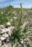 Verbascum spectabile. Цветущее растение. Горный Крым, Ай-Петринская яйла. 29 июня 2011 г.