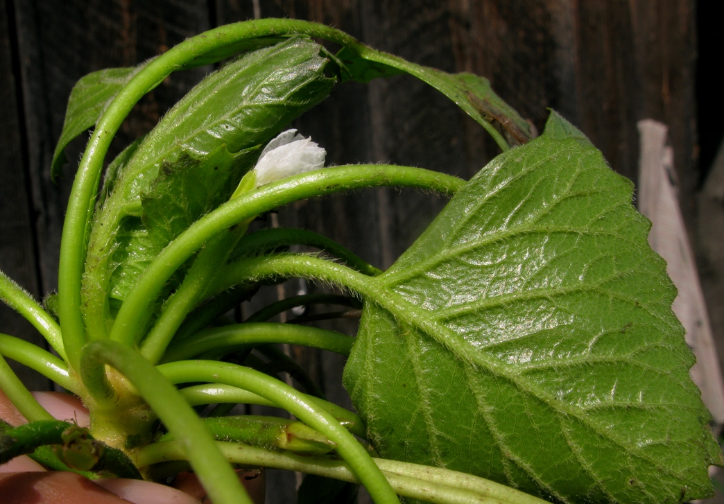 Image of genus Trapa specimen.