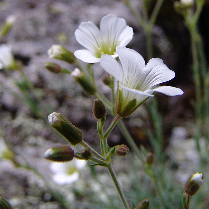 Изображение особи Minuartia circassica.