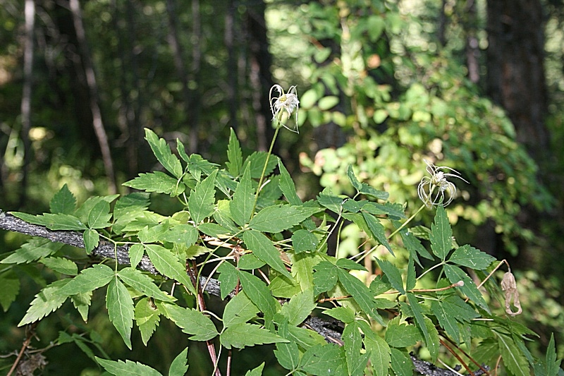 Image of Atragene sibirica specimen.