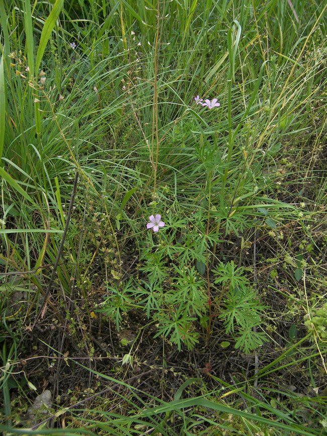 Изображение особи Geranium columbinum.