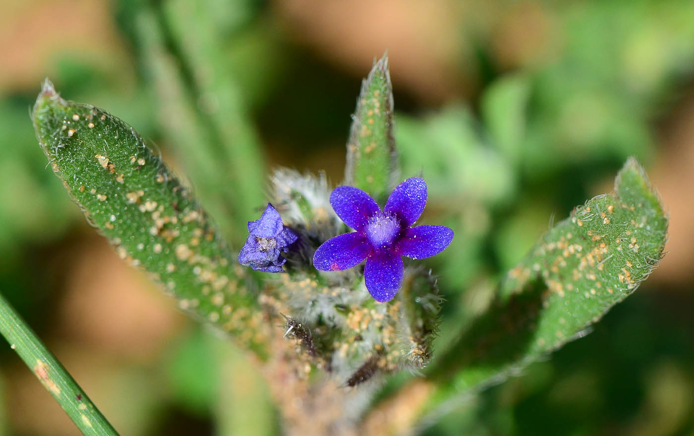 Image of Hormuzakia aggregata specimen.