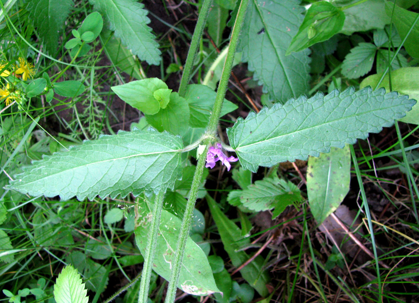 Изображение особи Betonica officinalis.