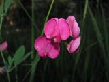 Lathyrus tuberosus