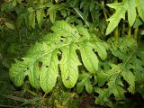 Cirsium oleraceum. Прикорневые листья. Курская обл., г. Железногорск, вдхр. на р. Погарщина. 1 августа 2007 г.