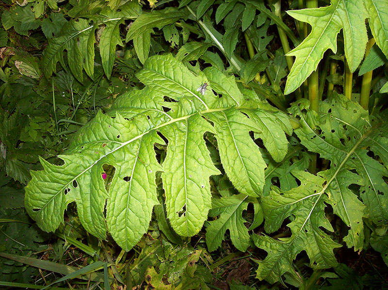 Image of Cirsium oleraceum specimen.