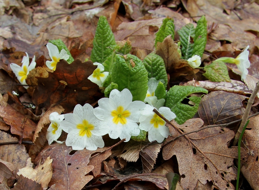 Image of Primula vulgaris specimen.