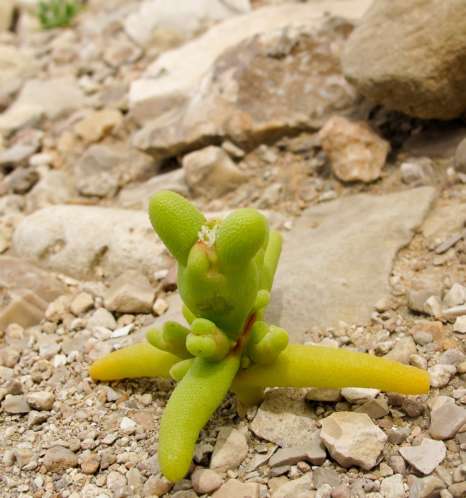 Image of Mesembryanthemum cryptanthum specimen.