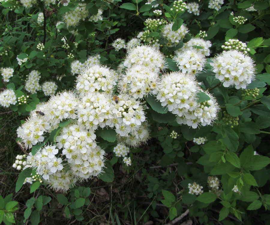 Image of Spiraea chamaedryfolia specimen.