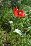 Tulipa carinata. Цветущее растение. Узбекистан, г. Ташкент, Ботанический сад им. Ф.Н. Русанова, 21.03.2009.