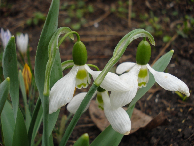 Изображение особи Galanthus elwesii.