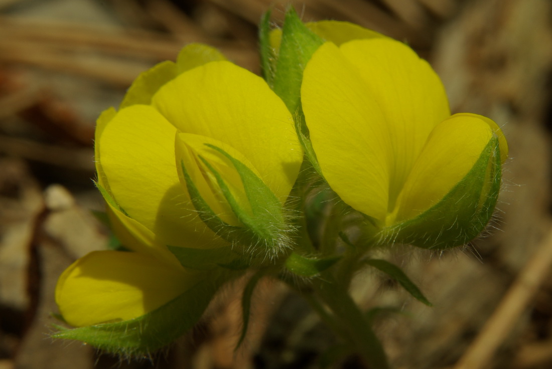 Изображение особи Argyrolobium biebersteinii.