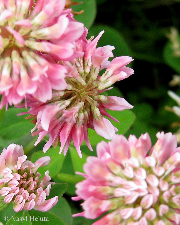 Image of Trifolium hybridum specimen.