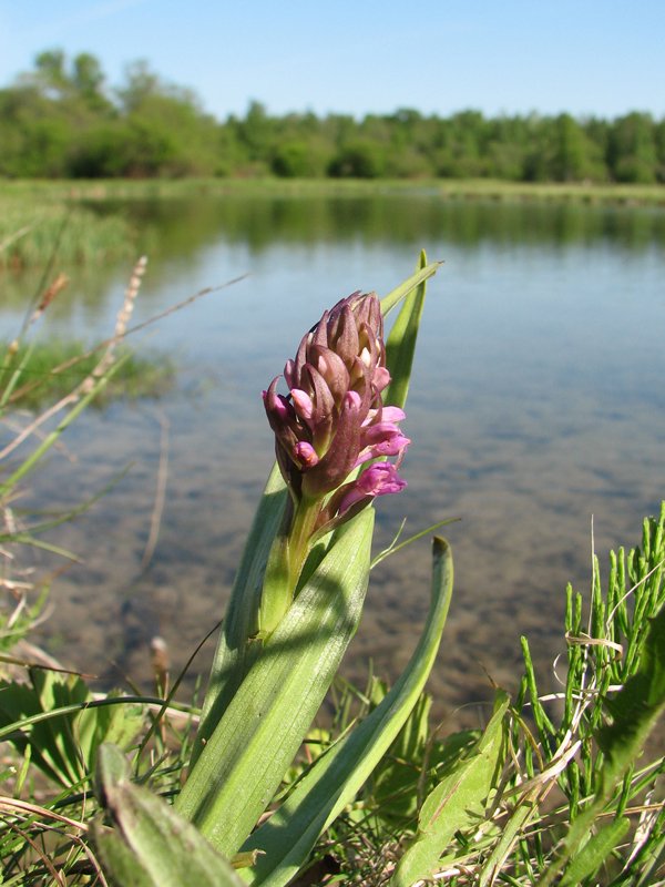 Image of Dactylorhiza incarnata specimen.