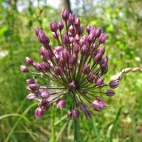 Allium rotundum