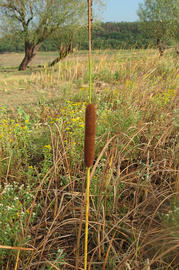 Изображение особи Typha laxmannii.