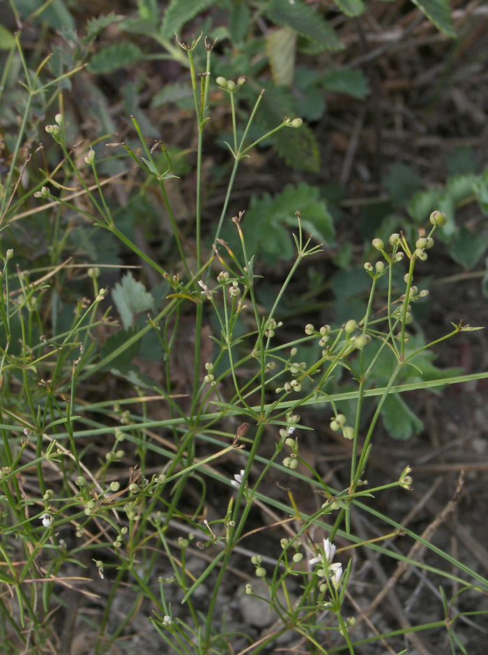 Image of Asperula biebersteinii specimen.