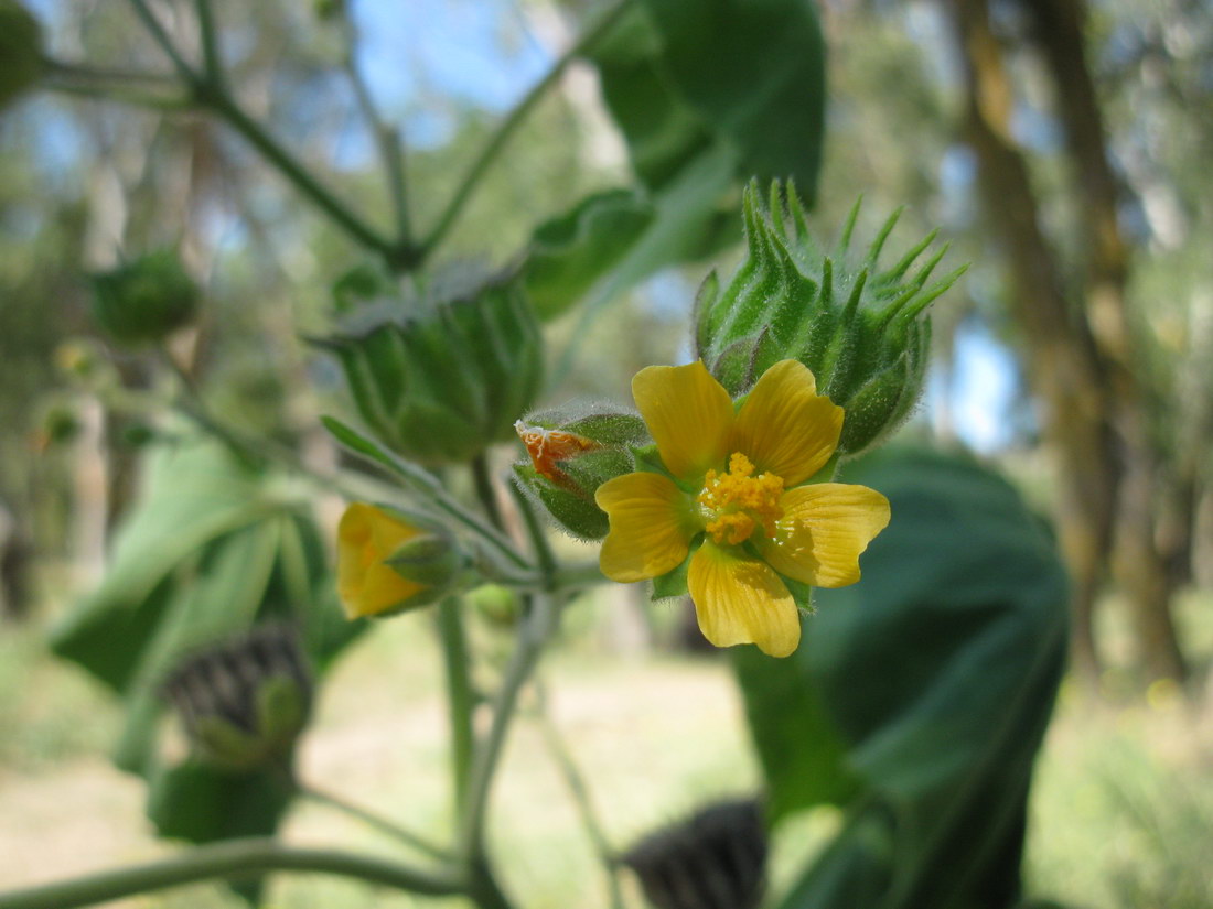 Image of Abutilon theophrasti specimen.