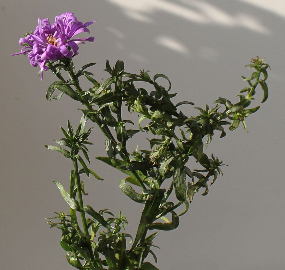 Image of Symphyotrichum dumosum specimen.