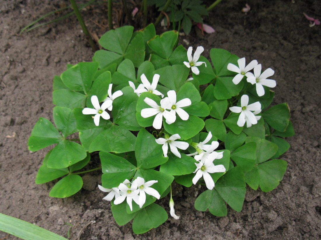 Изображение особи Oxalis triangularis.