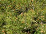 Смотреть изображение Pinus halepensis