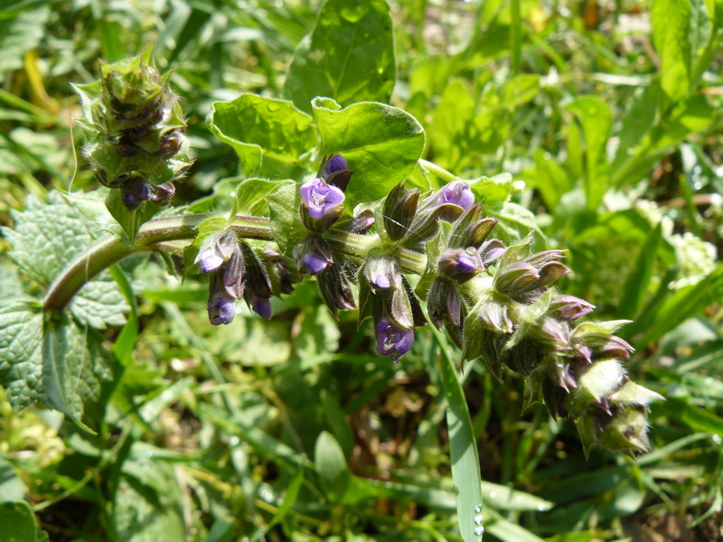 Изображение особи Salvia verbenaca.